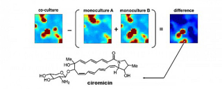 Illustration for article titled Chemists Create Microbial “Fight Clubs” to Find New Medicines